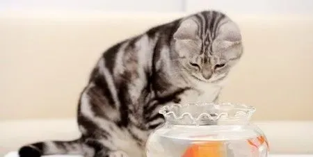 猫咪体内外驱虫 猫咪驱虫的6个注意事项 | 猫