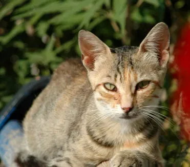 小猫一天吃多少粒猫粮 食物合理搭配 | 猫