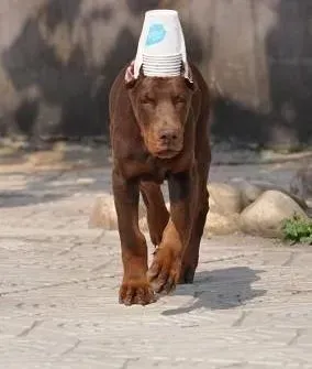 杜宾犬|刚买回来的杜宾犬老是咳嗽的原因