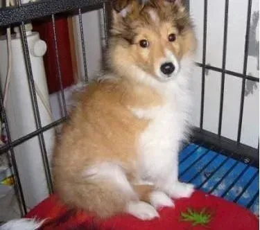 喜乐蒂|发现喜乐蒂犬中暑应该迅速挽救