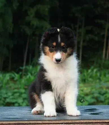 喜乐蒂|喜乐蒂犬的挑食行为的最佳解决方法