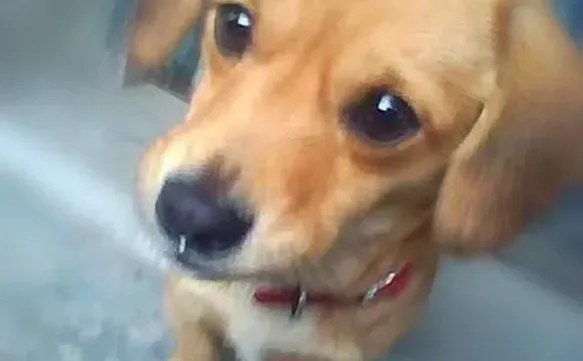腊肠犬|不要让腊肠犬因为肥胖而亮起健康红灯