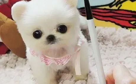 博美犬|为什么训练博美犬扑咬不容易成功