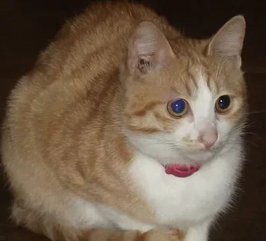 小猫能吃生鸡蛋吗 生鸡蛋有很多寄生虫 | 猫