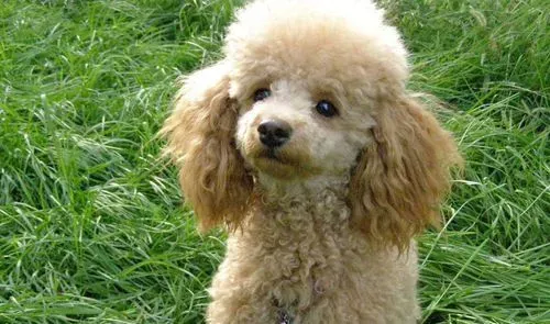 标准贵宾犬体重 标准体重3到6公斤左右 | 贵宾