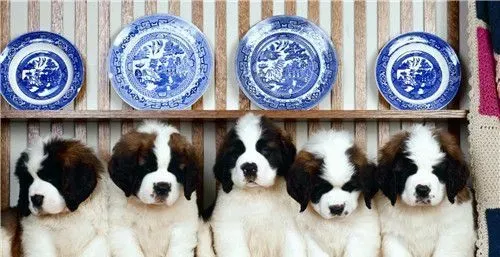 圣伯纳犬听话程度 如何训练让圣伯纳听话 | 圣伯纳犬