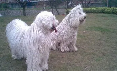 可蒙犬咬人吗 陌生人出现攻击性的时候会咬人 | 可蒙犬