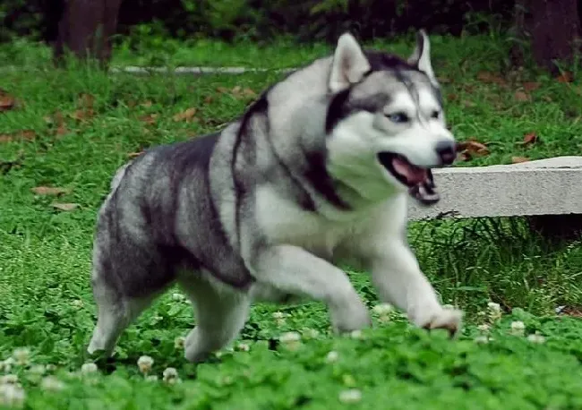 哈士奇|饲养哈士奇 注意犬类清洁所需