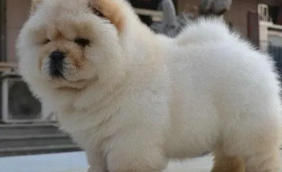 松狮犬|松狮犬有耳螨用什么方法可以缓解病情