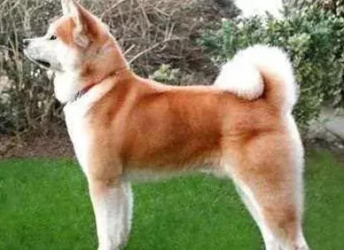 秋田犬的身高 成犬的身高在58到70厘米 | 秋田犬