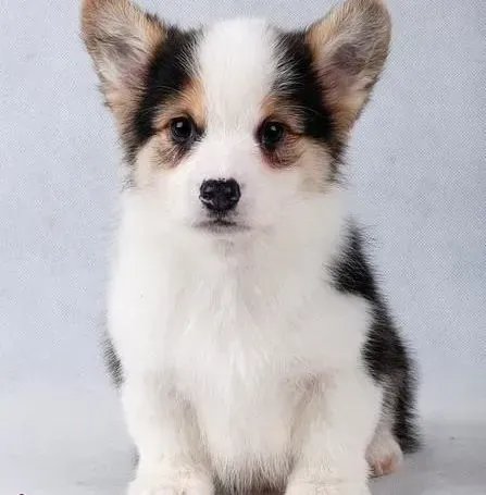 柯基犬|为什么柯基犬不爱吃东西，生病了吗