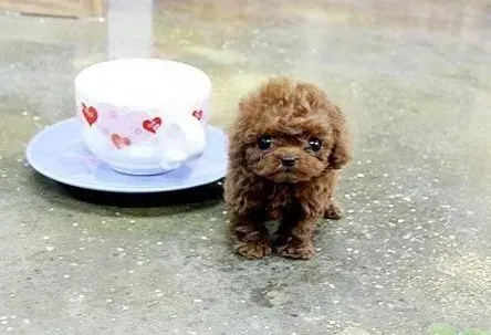 泰迪犬|泰迪犬肚皮到小腿上都是红疙瘩这是为什么
