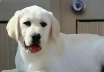 拉布拉多|饲养才断奶的拉布拉多幼犬有妙招