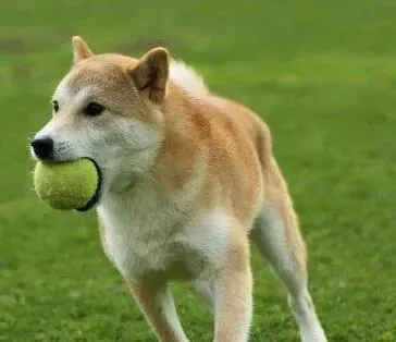 秋田犬|带着秋田犬外出旅游你应该了解哪些问题