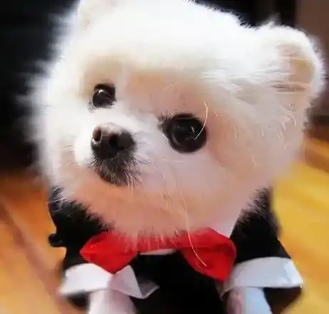 博美犬|如何才能让博美犬吃出健康的身体