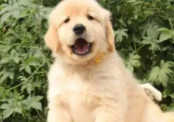 金毛|长毛期间的金毛犬需要食用哪种狗粮呢 求高手指点