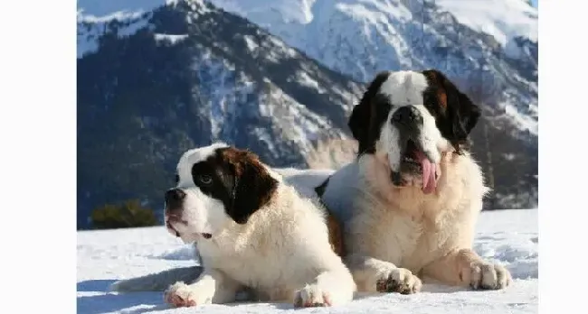 圣伯纳犬|圣伯纳犬这些症状表现可能是中毒