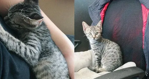 喵被包成生乳捲造型 露出怀疑猫生表情笑翻网友 | 猫