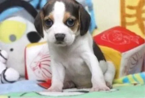 比格犬|我的比格犬犬瘟打针也不见好转怎么回事