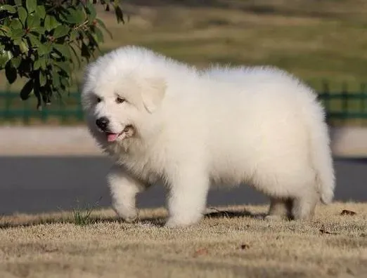 大白熊犬|饲养侦探系列 如何让大白熊犬健康成长