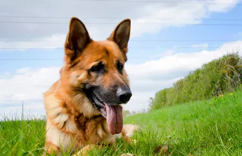 伪狂犬病的症状 对外界环境的抵抗力很强 | 狗