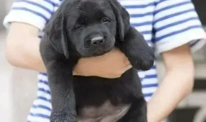 拉布拉多|如何护理让拉布拉多犬的冬天不再难熬
