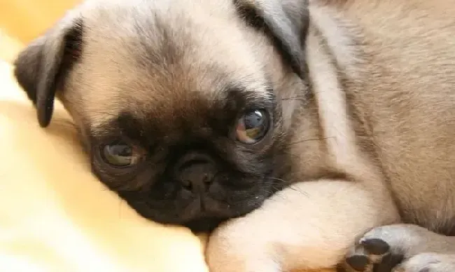 巴哥犬|巴哥犬发烧，呕吐拉稀应如何医治