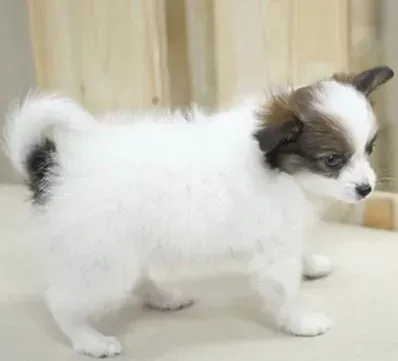 蝴蝶犬|我们家蝴蝶犬中毒了如何进行抢救