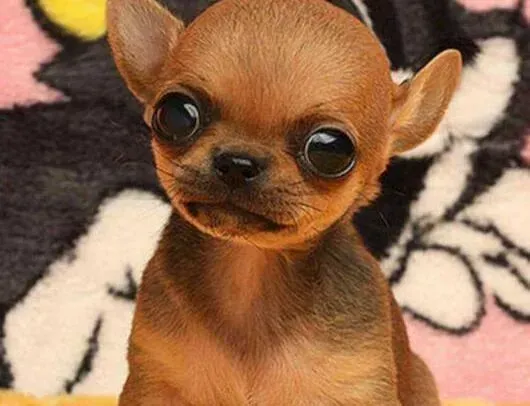 吉娃娃|刚抱回来三天的吉娃娃老发抖是什么原因