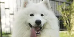 狗狗眼屎多 教你解决狗狗眼屎多的问题 | 狗狗