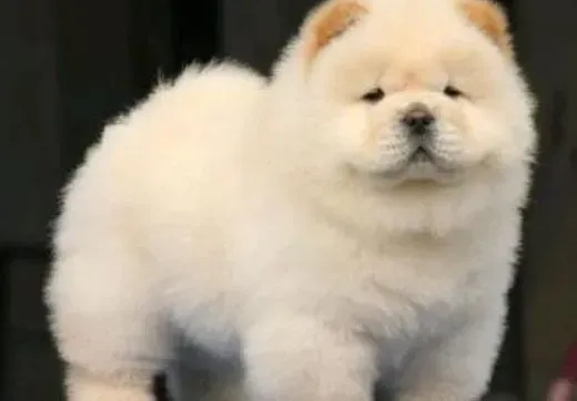 松狮犬|训练松狮犬随行的技巧和方法