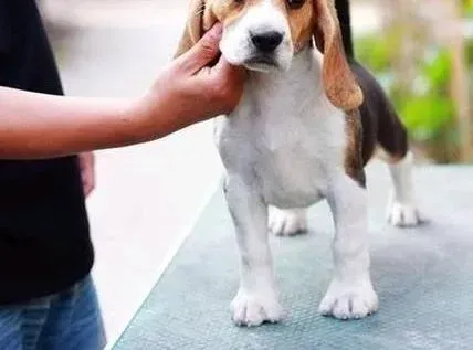比格犬|比格犬最近眼屎和眼泪为什么会特别多