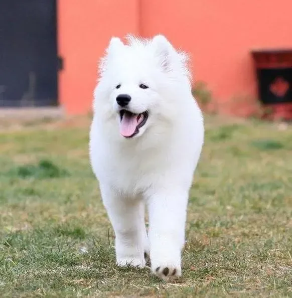 银狐犬|喂养银狐犬的时候要注意饮食的合理性