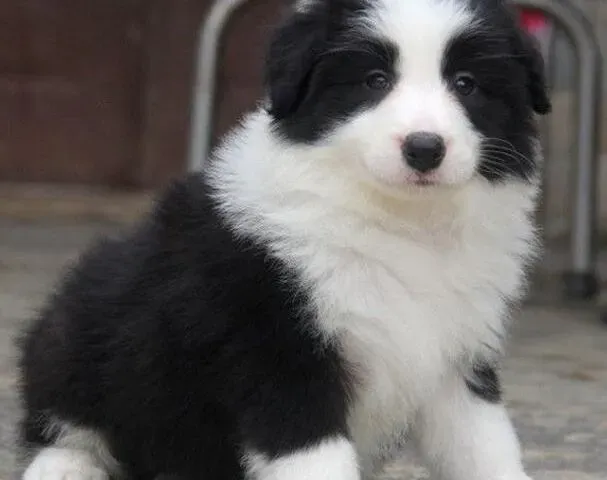 边境牧羊犬|护理很关键 年幼边境牧羊犬应该得到怎样的照顾