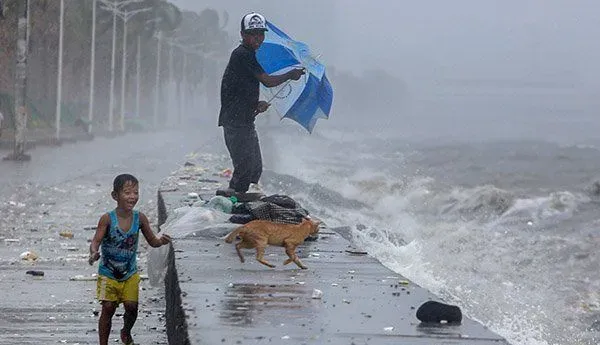 母猫台风中生产 父子拿塑胶布帮母子遮风避雨 | 猫