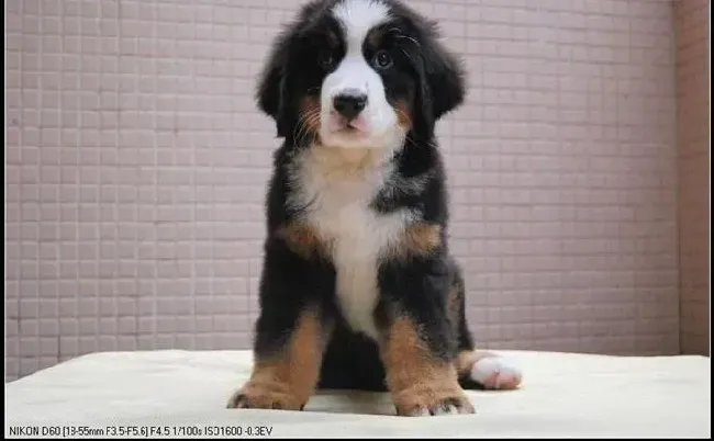 伯恩山犬|伯恩山犬突然就不活泼了是为什么