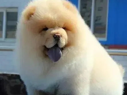 松狮犬|饲主要了解给松狮犬轻松喂食四个简单方法