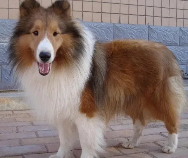苏格兰牧羊犬|哪些不当行为会导致苏格兰牧羊犬乱咬人