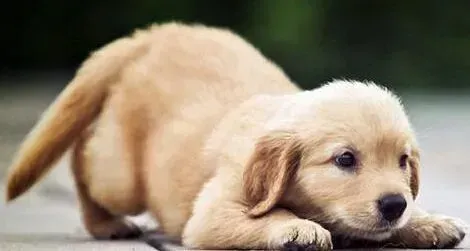 金毛|金毛犬出现尿路感染该怎么治疗