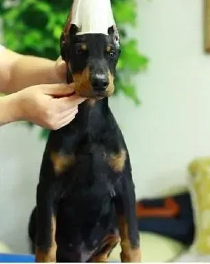 杜宾犬|平时饲养杜宾犬要特别关注哪些方面