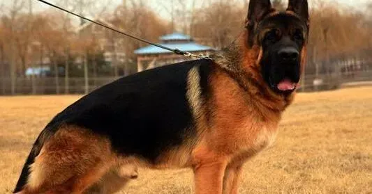 德国牧羊犬|德国牧羊犬拉水还带有未消化的狗粮是怎么了