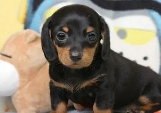 腊肠犬|腊肠犬洗澡、清洁、美容的小技巧