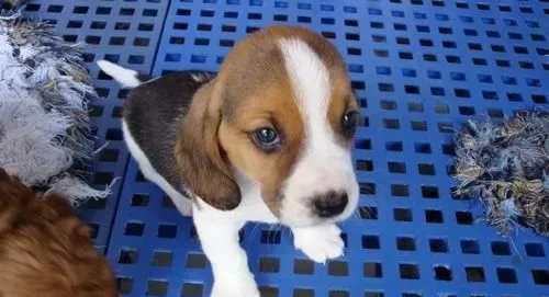 比格犬是小型犬吗 体型并不算大犬 | 比格犬