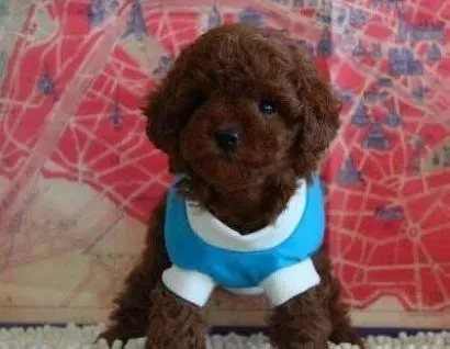 贵宾犬|训练贵宾犬扑咬的难点及技巧分几个步骤