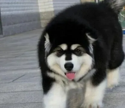 阿拉斯加犬|家中必备治疗阿拉斯加雪橇犬皮肤病的良药