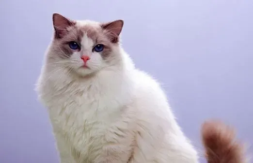 布偶猫容易拉肚子吗  惊了，常见的4大布偶猫拉肚子原因竟然是这些 | 布偶猫