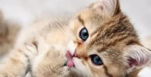 母猫发情有什么症状 母猫发情会叫吗 | 发情
