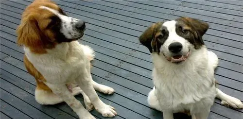 圣伯纳犬好还是中亚牧羊犬好 根据个人喜欢和爱好 | 圣伯纳犬