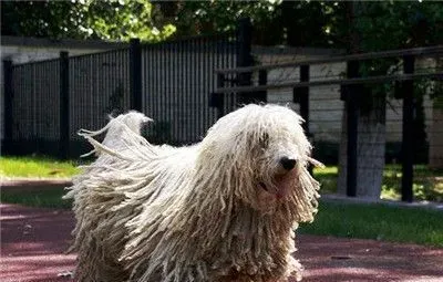 可蒙犬咬人吗 陌生人出现攻击性的时候会咬人 | 可蒙犬