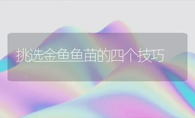 挑选金鱼鱼苗的四个技巧 | 鱼类宠物